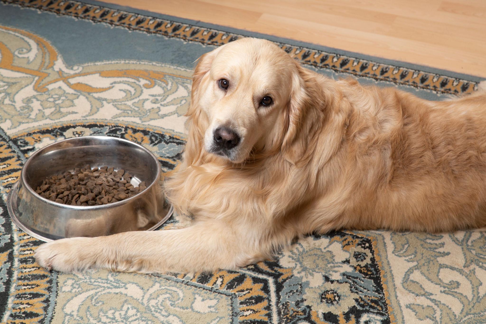 Golden retriever puppy eating nutritious puppy food from a bowl indoors.