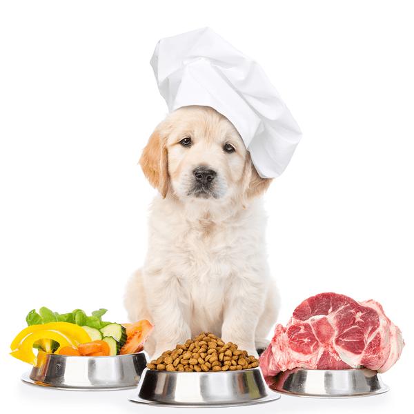 Golden retriever puppy comparing wet and dry puppy food beside healthy fresh ingredients