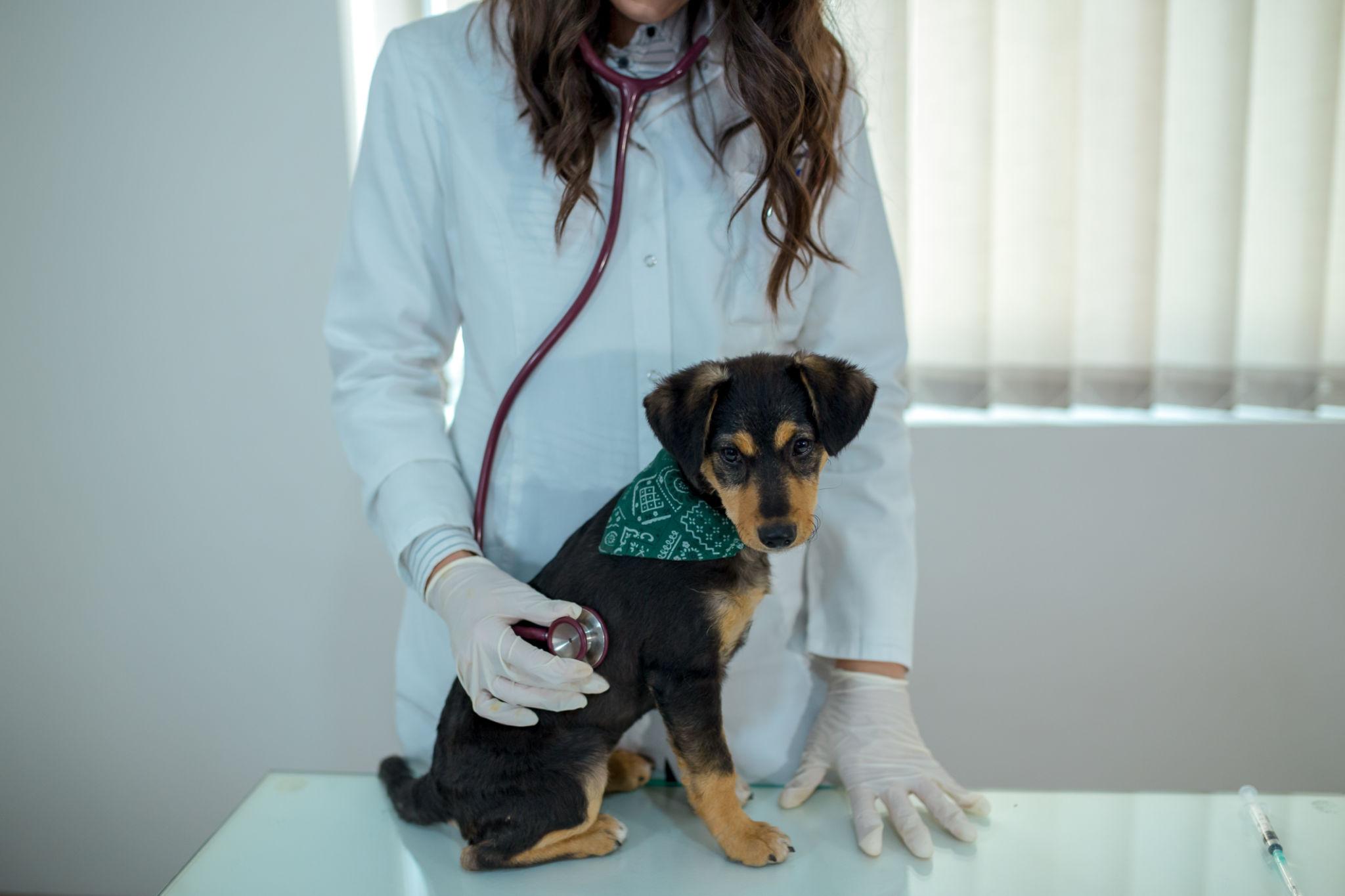 Puppy showing early dog parvo symptoms including lethargy, weakness, and loss of appetite while receiving veterinary care.